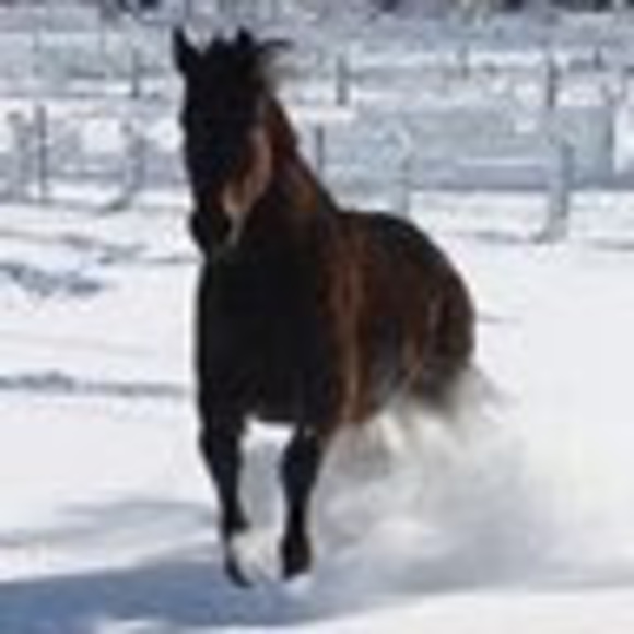 lovemy5horses